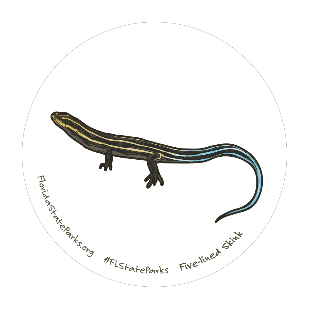 Southeastern Five-lined Skink